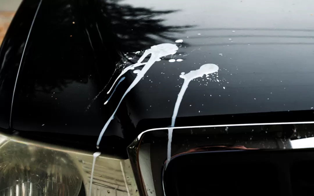 Can bird droppings damage car paint