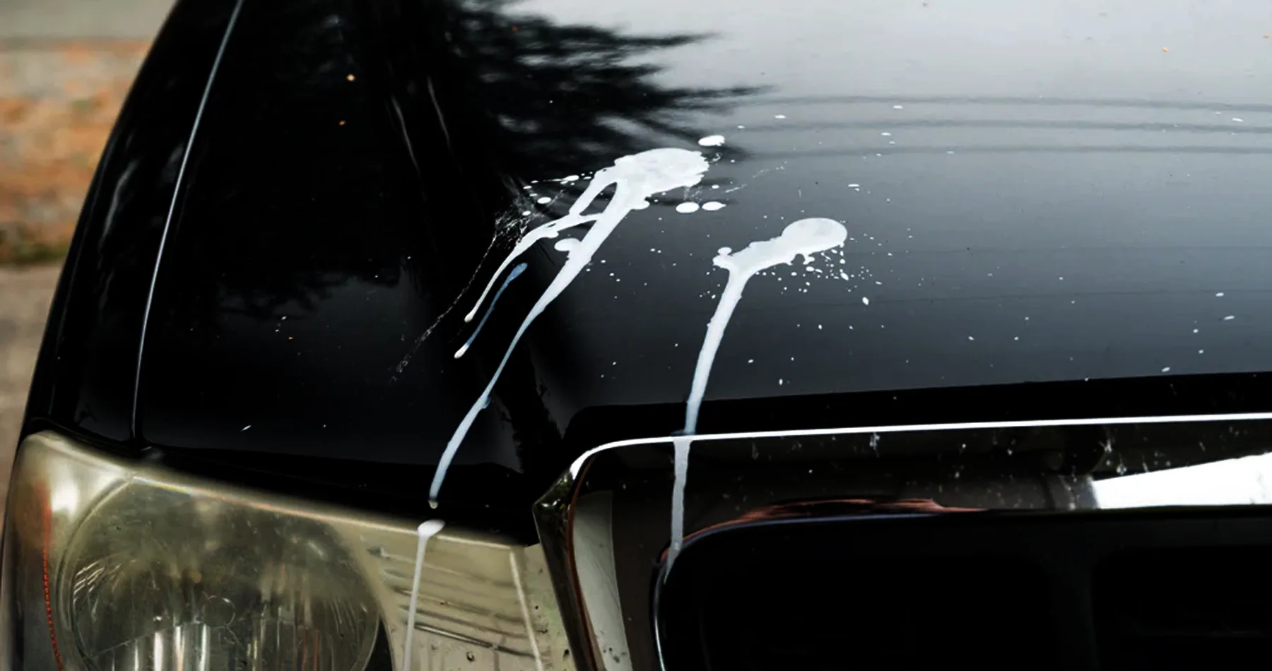 Can bird droppings damage car paint